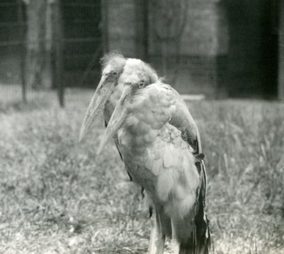 A Pair of Greater Indian Adjutant Storks at London Zoo, September 1923 by Frederick William Bond